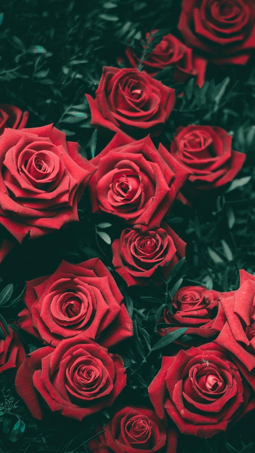 Rote Rose, heißer Kaffee und Rosen HD-Handy-Hintergrundbild