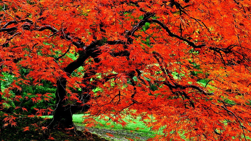 Earth Tree Nature Fall Foliage Red Close, japanese autumn HD wallpaper