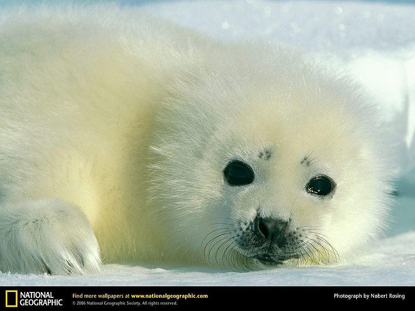 Harp Seal , Harp Seal , baby animal seals HD wallpaper