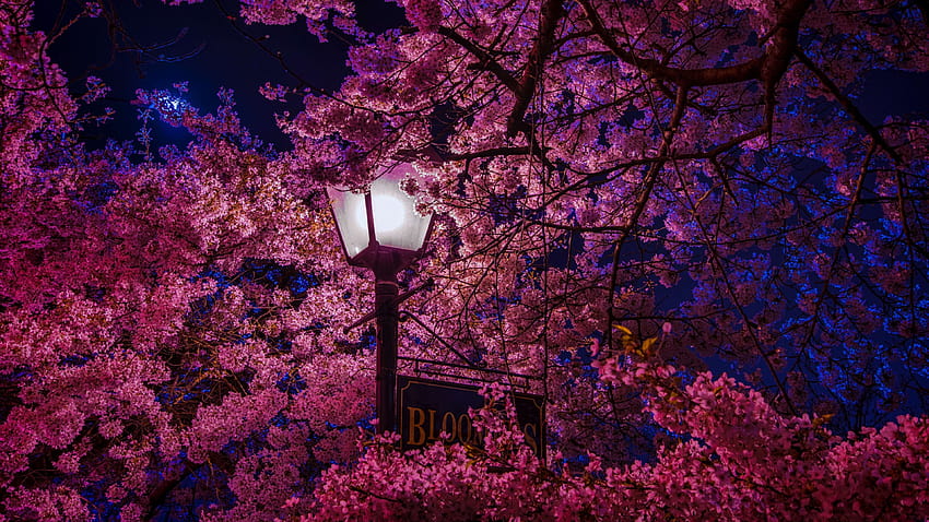 Sakura Tree list, cherry blossom tree aesthetic HD wallpaper