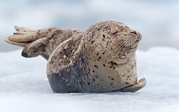Baby animal seals HD wallpapers | Pxfuel