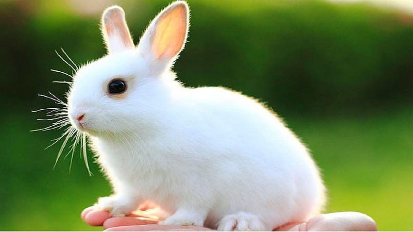 美しい赤ちゃんウサギ、かわいい白い赤ちゃんウサギ 高画質の壁紙