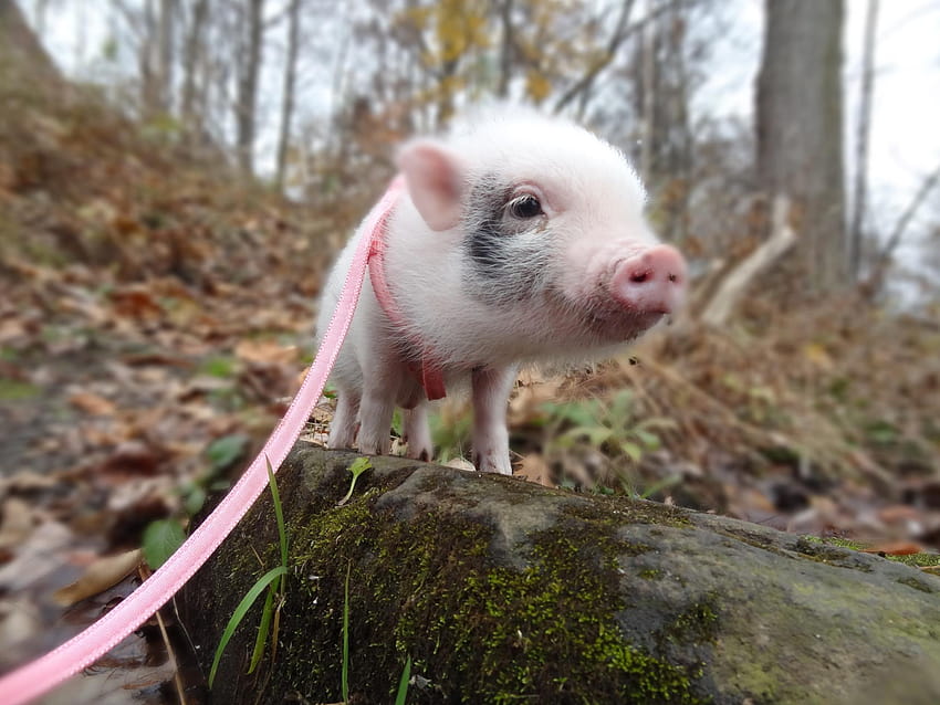 Miniature Pig posted by Samantha Johnson, teacup pigs HD wallpaper