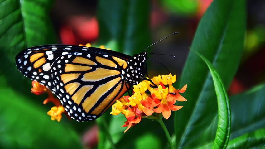 Black And Yellow Butterfly Flowers Leaves, monarch butterfly aesthetic HD wallpaper