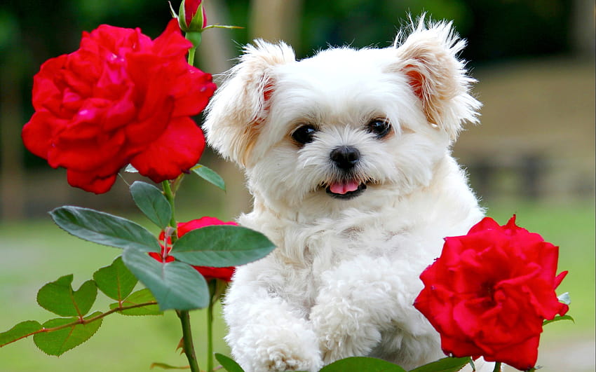 Bolognese, red roses, white dog, flowers, cute animals, pets, dogs, Bolognes Doge with resolution 1920x1200. High Quality, dogs in flowers HD wallpaper