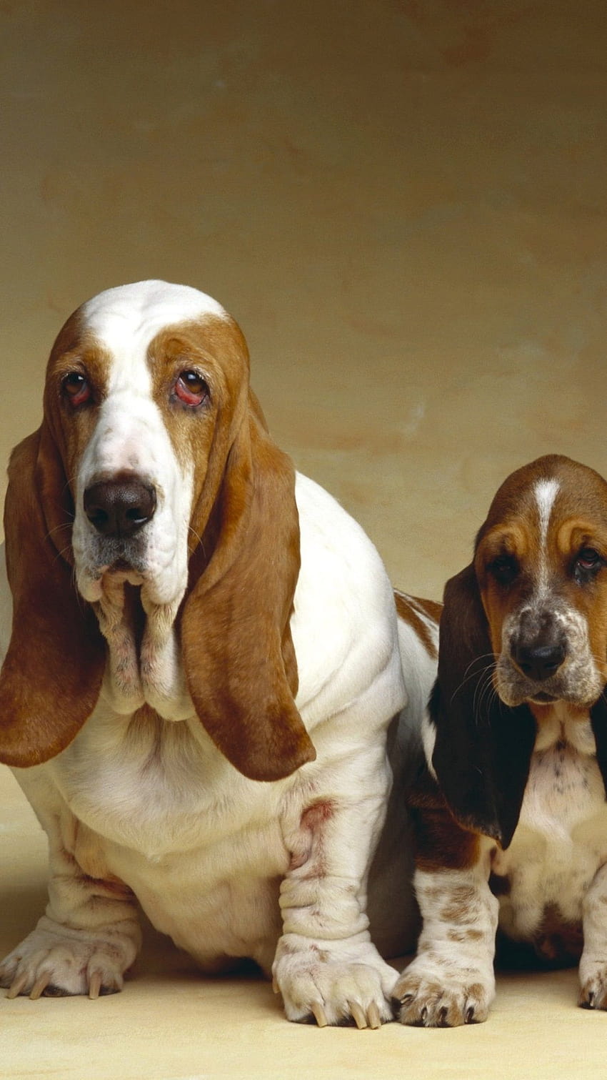 Basset Hound, three dogs 2560x1920 , basset hounds HD phone wallpaper
