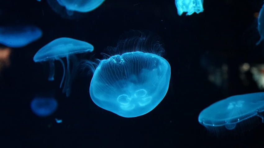 Jellyfish, Underwater, Deep sea, Animals, deep underwater HD wallpaper
