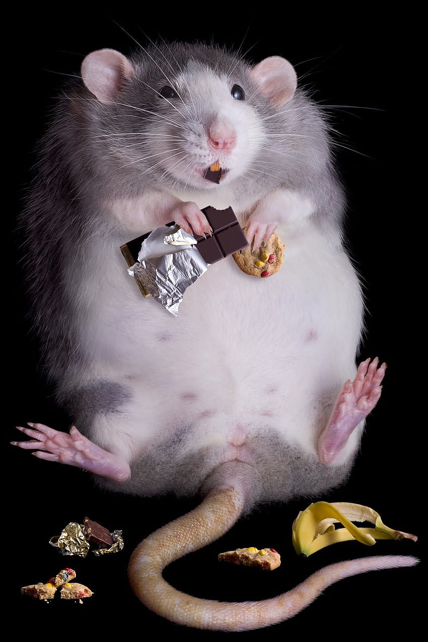 25 Niesamowite najzabawniejsze zwierzę, słodki szczur Tapeta na telefon HD