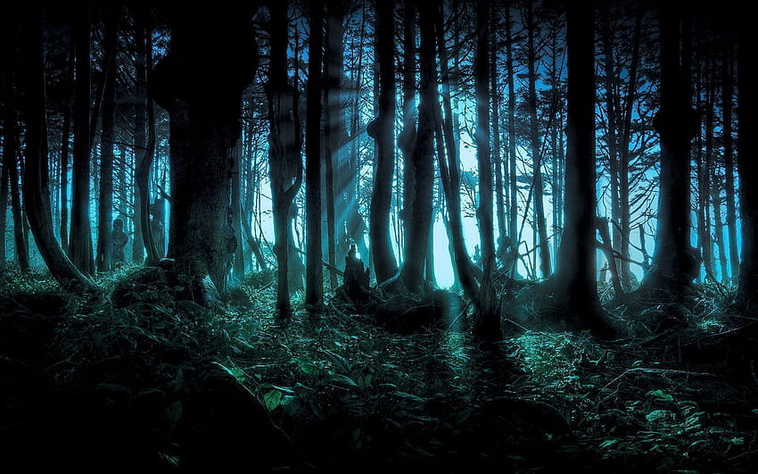 Forêt sombre large, forêt de nuit Fond d'écran HD