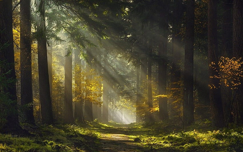 太陽光線, 朝, 森, 道, もや, 木, 草, 自然, 森の中の太陽光線 高画質の壁紙