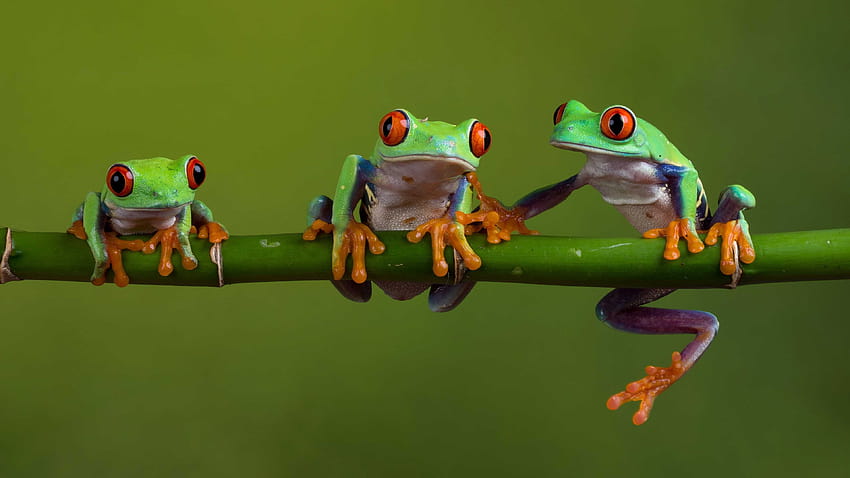 13156 Frog Wallpaper Images Stock Photos  Vectors  Shutterstock