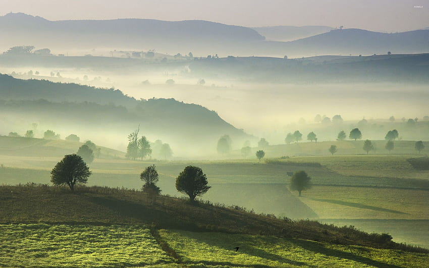 Foggy morning on the green hills HD wallpaper
