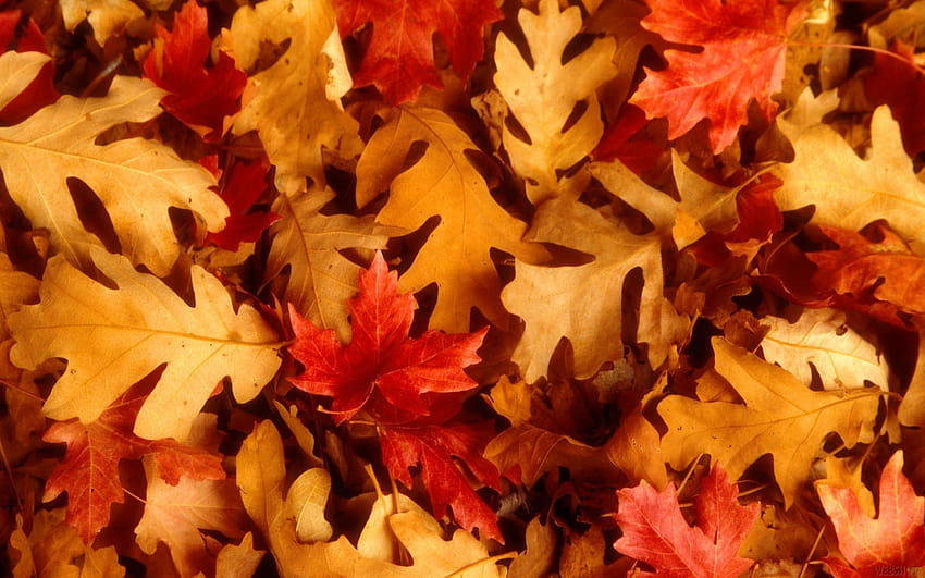 Thanksgiving Leaves, falling oak leaves HD wallpaper