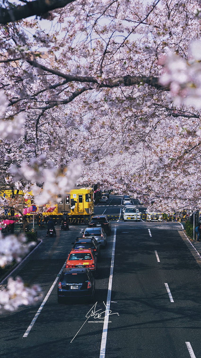 Japanese Cherry Blossom Smartphone, japan car phone HD phone wallpaper