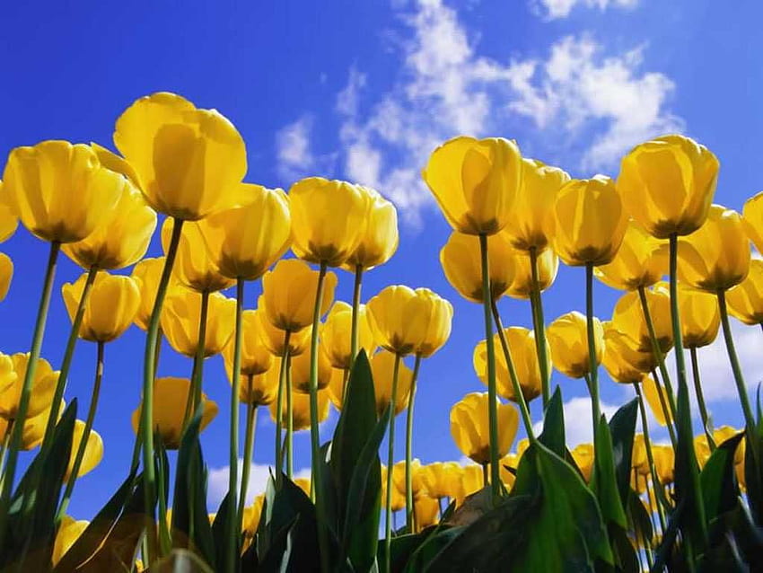 Yellow Tulips, tulip computer HD wallpaper