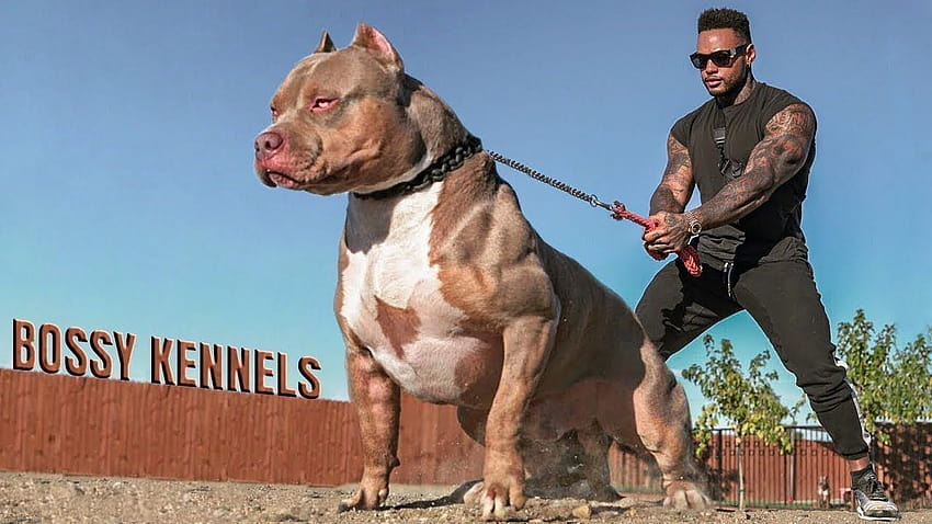 Best of American Bully Pitbulls, muscular dogs HD wallpaper | Pxfuel