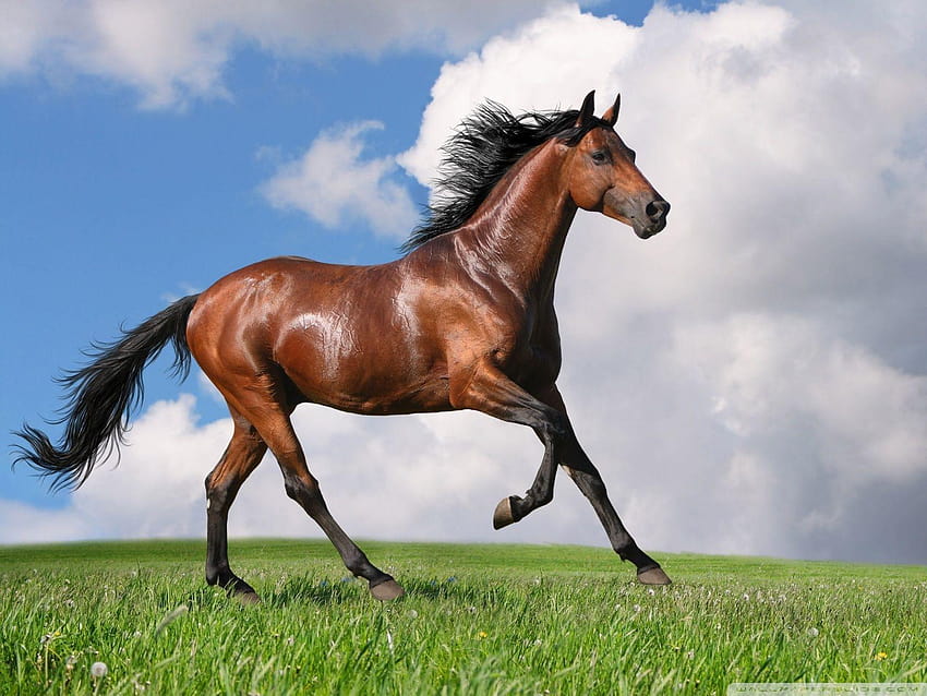 Running Horse : High Definition ม้าคอมพิวเตอร์ วอลล์เปเปอร์ HD