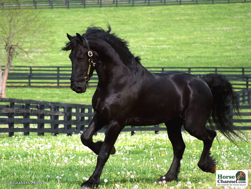 4 Friesian Horse, summer horse HD wallpaper