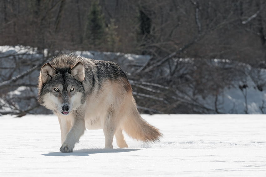 : animals, snow, winter, wolf, vertebrate, saarloos, czechoslovakian wolfdog HD wallpaper