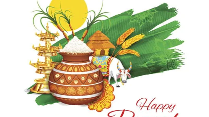 Pongal 2022: Date, Significance, Story behind festival of Pongal HD wallpaper