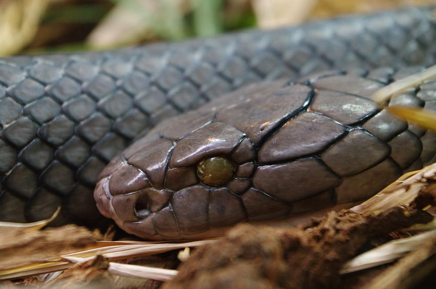 Animals Lover: The King Cobra Snake Interesting Information &, black mamba and king cobra HD wallpaper