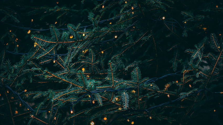 Pine trees , Decoration, LED lights, Christmas decoration, Celebrations/Christmas, christmas trees HD wallpaper