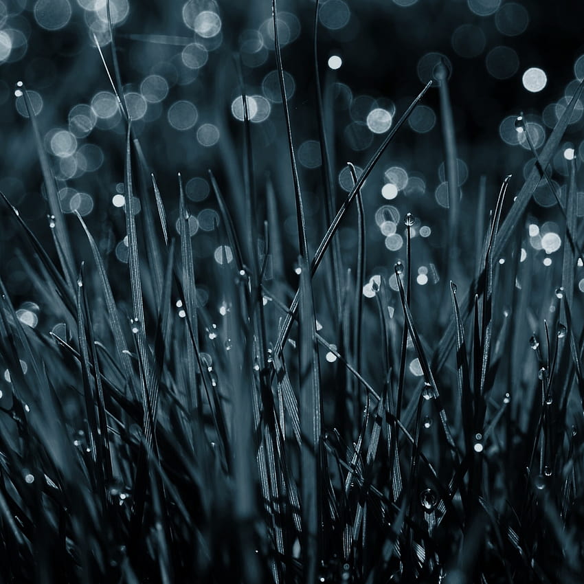 2048x2048 Dew Drops On Grass Ipad Air , Backgrounds, and, dewdrops HD phone wallpaper