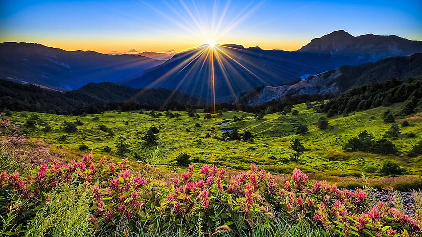 : Sunrise Morning First Sun Rays Flowers Meadow With, flower meadow and mountains HD wallpaper