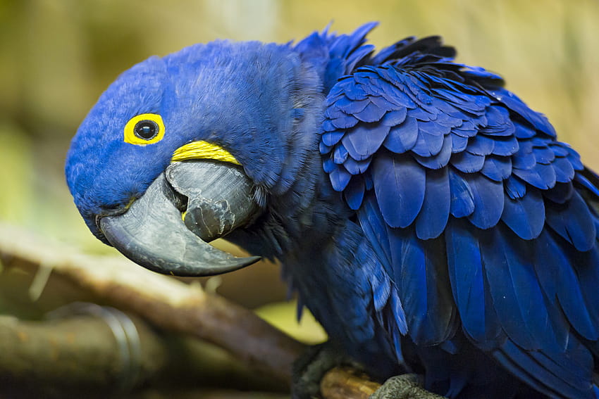 Of Hyacinth Macaw Backgrounds HD wallpaper | Pxfuel