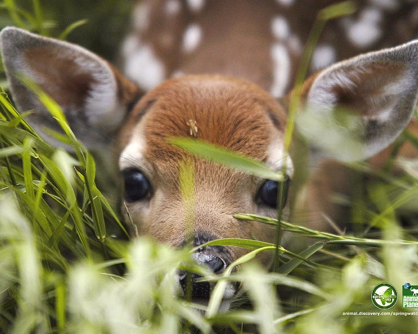 Spring Fawn Logo