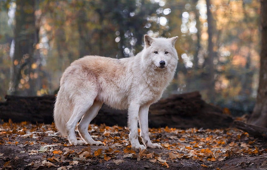 autumn, forest, white, look, face, leaves, pose, background, foliage, wolf, log, bokeh, Arctic, polar , section животные, wolves autumn HD wallpaper