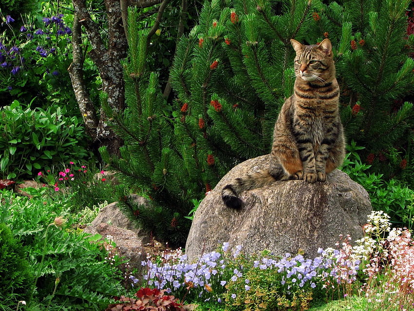 1600x1200 cat, grass, flowers, garden, rock, sitting, landscape standard 4:3 backgrounds, rock garden HD wallpaper