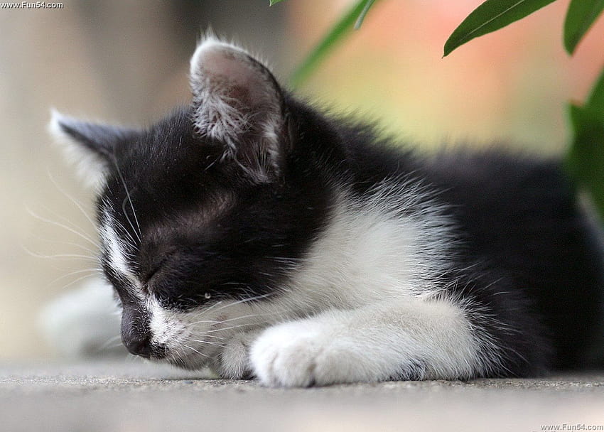 Cute Black Cat afari, chicken and cat sleeping together HD wallpaper