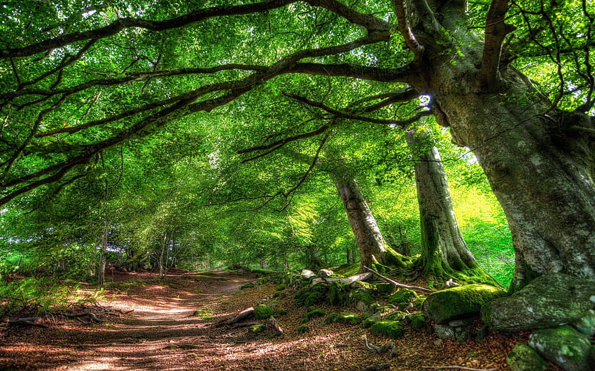 44 Home » Natura »Sentiero forestale di alberi verdi, percorso Sfondo HD