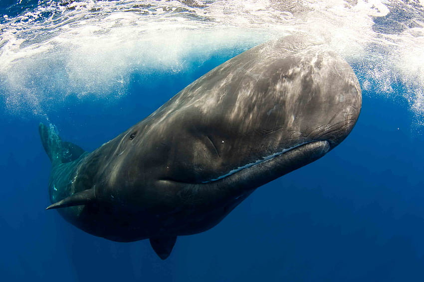 Ballena de Groenlandia Mejor 18689, ballenas de Groenlandia fondo de ...