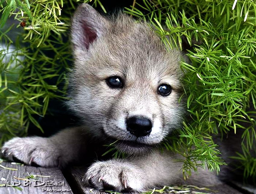赤ちゃんオオカミ、かわいいオオカミの赤ちゃん 高画質の壁紙 | Pxfuel