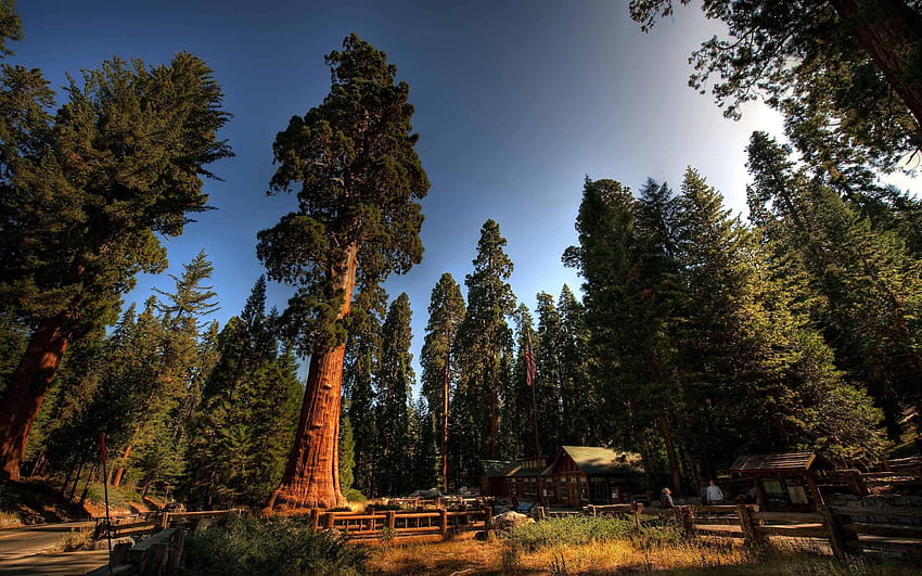 4 Sequoia National Park , Top Ranked Sequoia National, national parks HD wallpaper