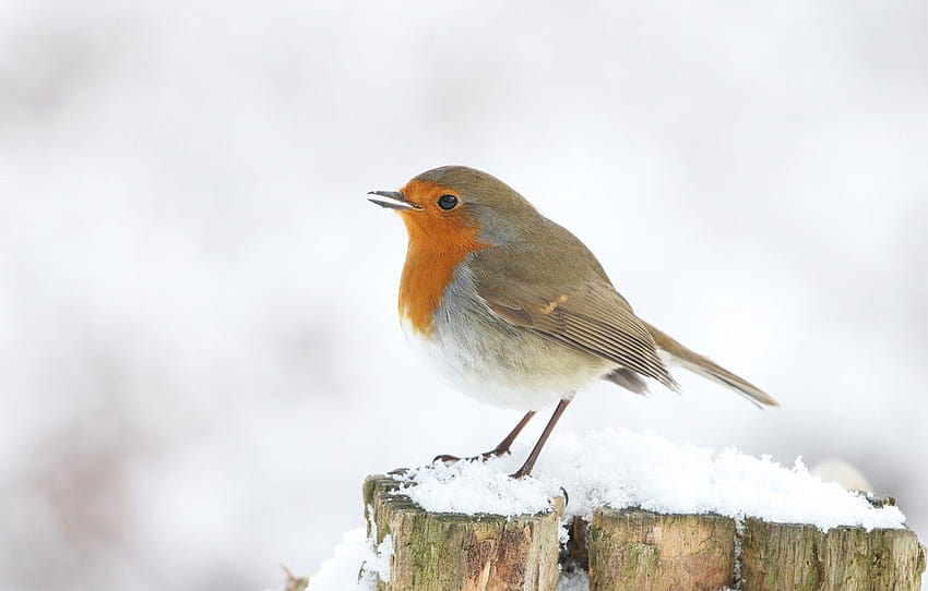 hiver, neige, oiseau, souche, fond blanc, Robin , section животные, oiseau robin Fond d'écran HD