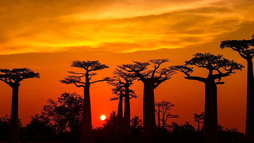 Allee der Baobabs HD-Hintergrundbild