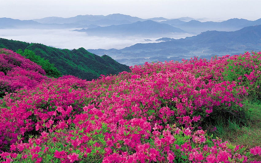 ดอกไม้ป่า, ที่รกร้างว่างเปล่า, ฟลอร่า, ทิวทัศน์ภูเขา, พืช, อุตตราขั ณ ฑ์ วอลล์เปเปอร์ HD