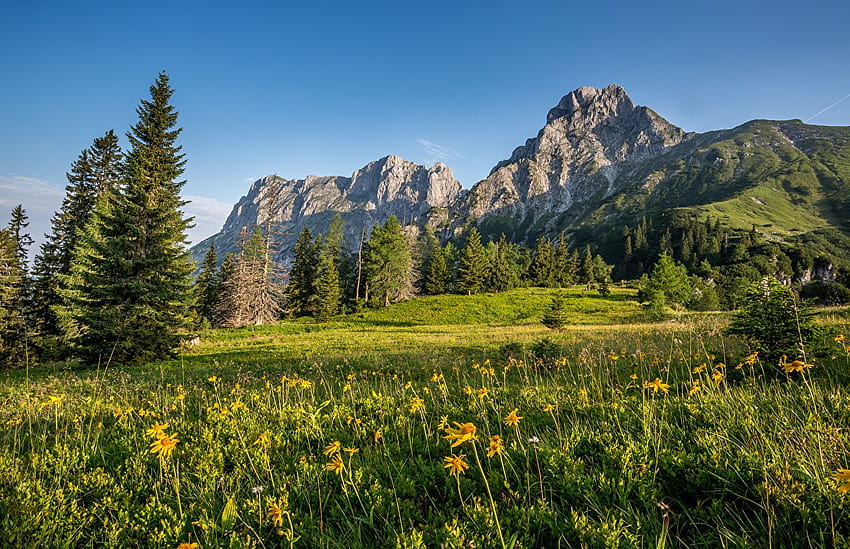 Alps Austria Nature Spruce mountain Meadow landscape, austrian alps HD wallpaper