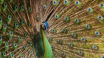 Peacock feather live HD wallpapers | Pxfuel