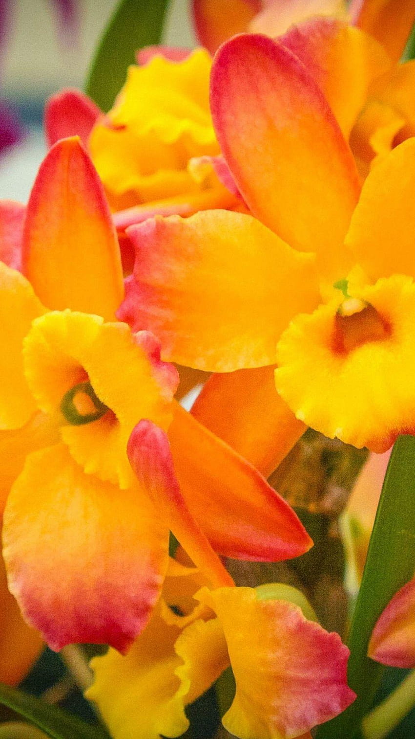 Iphone fleurs jaunes, fleur d'orchidée Fond d'écran de téléphone HD