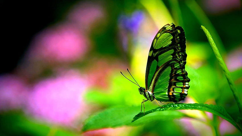 Predominant Color: Bright Butterfly Pink Green, neon green butterflies HD wallpaper