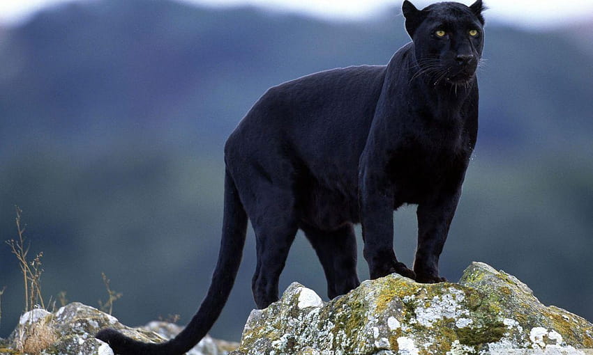Black Panther : : High Definition, black panter HD wallpaper