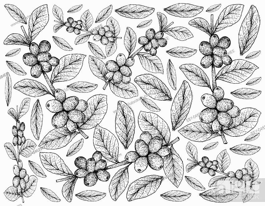Berry Meyveleri, Elle çizilmiş Kroki Lezzetli Taze Cloudberry Veya Rubus İllüstrasyon..., Stok Vektör, Vektör Ve Düşük Bütçeli Royalty . ESY HD duvar kağıdı