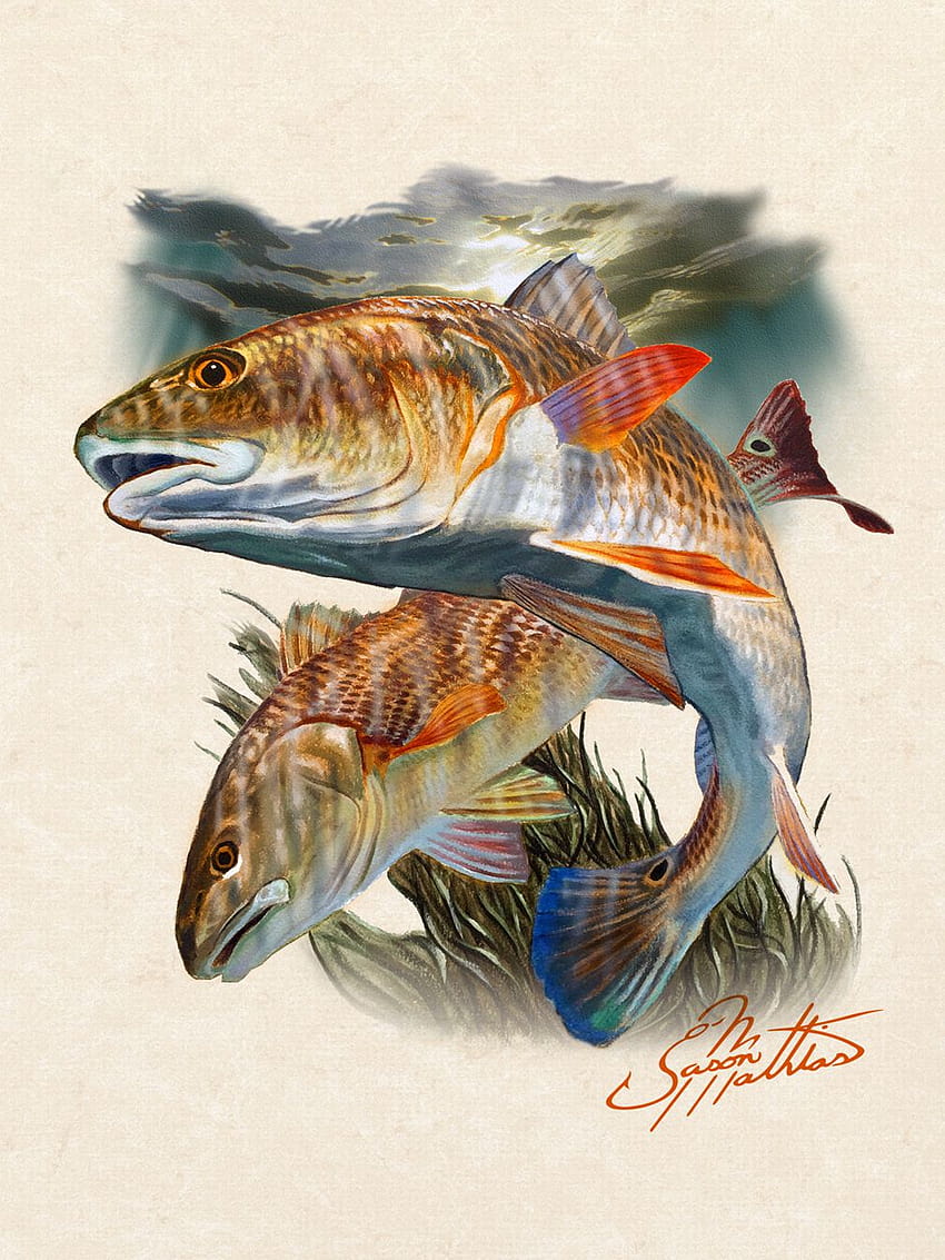 Red Fish, redfish HD phone wallpaper