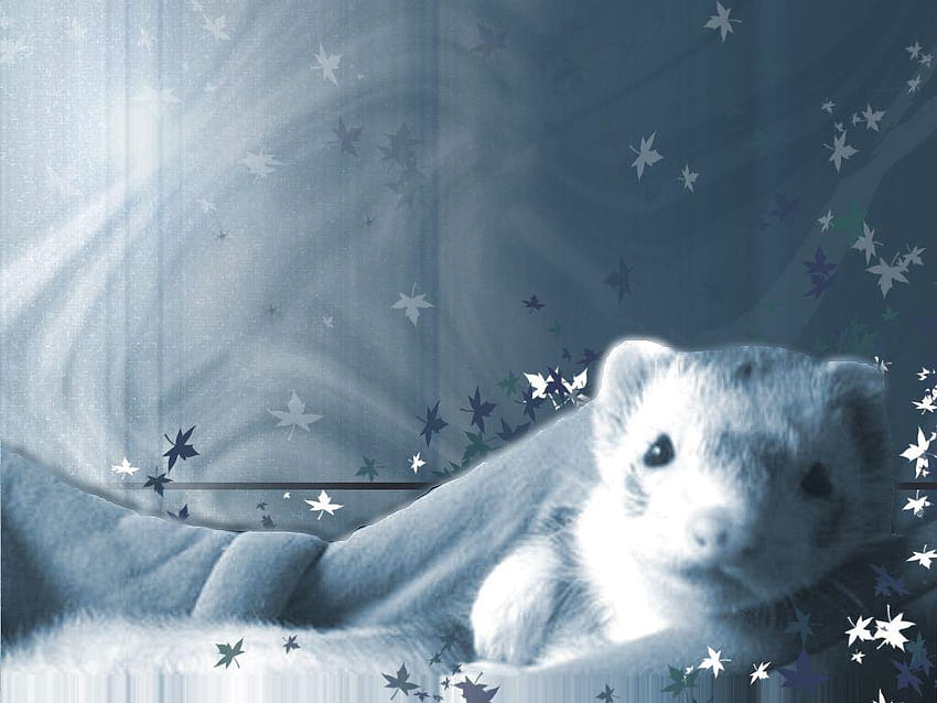 Cute Ferret, ferrets HD wallpaper