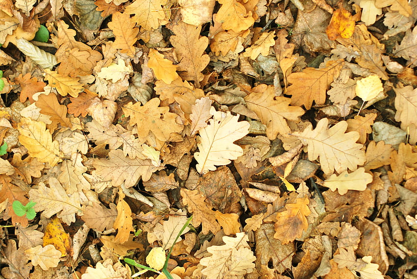 hojas de roble secas, hojas, otoño, caído, hojas de roble otoñales en el río fondo de pantalla