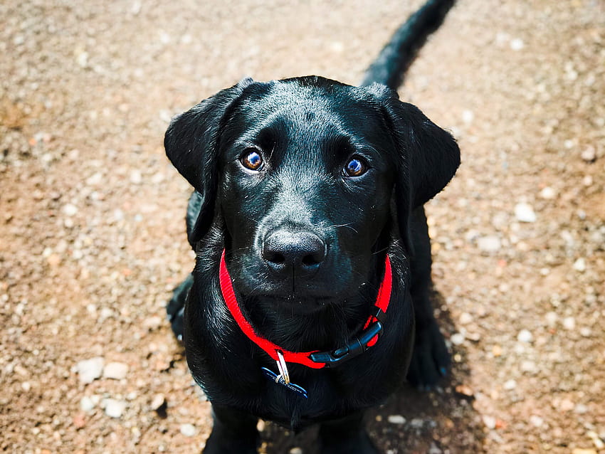 Labrador Retriever, black labrador computer HD wallpaper